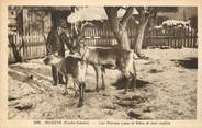 74 Haute Savoie / CPA FRANCE 74 "Megève, les renne Lapo et Néva et leur maître"