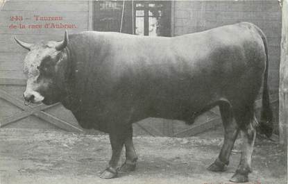 / CPA FRANCE 12 "Taureau de la Race d'Aubrac"