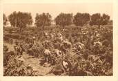 Algerie CPSM ALGERIE "Domaine de la Trappe de staouëli près Alger, les vendanges"