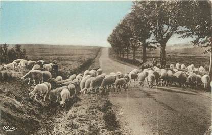 / CPA FRANCE 63 "Le Brugeron, sur les hauts plateaux" / MOUTON