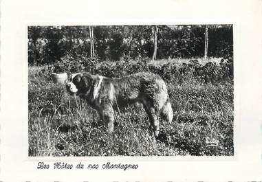 / CPSM FRANCE 38 "Allemont en Oisans, maison de repos les trois cols" / SAINT BERNARD / CHIEN