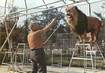 / CPSM FRANCE 77 "Ozoir la Ferrière, parc zoologique, le dresseur Willy et le lion Prince"