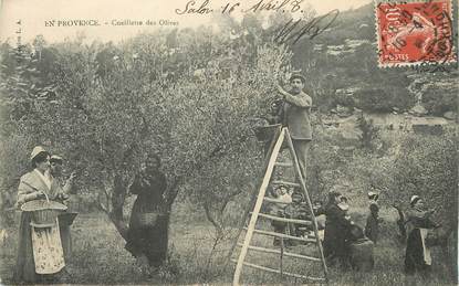 CPA FRANCE 13 "En Provence, cueillette des Olives"