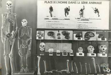 / CPSM MONACO "Musée d'Anthropologie préhistorique, la place de l'homme dans la série animale"
