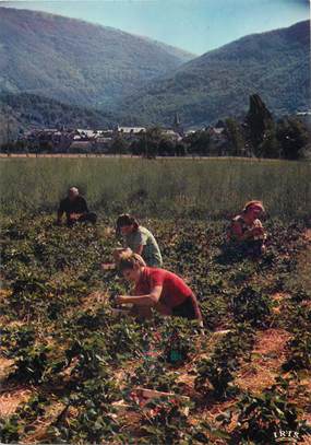 / CPSM FRANCE 12 "Saint Geniez d'Olt, la récolte des fraises "