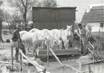 / CPSM FRANCE 13 "Arles, en camargue" / CHEVAUX