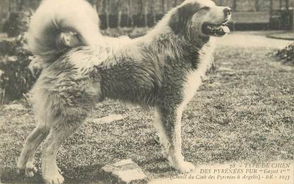 / CPA FRANCE 65 "Type de chien des Pyrénées Pur, Gazost 1er" / PRECURSEUR, avant 1900