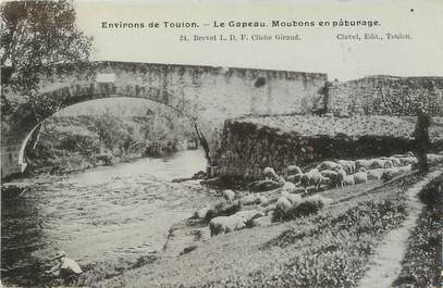 / CPA FRANCE 83 "Environs de Toulon, le Gapeau, moutons en pâturage"