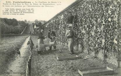 / CPA FRANCE 77 "Fontainebleau, la cueillette du raisin"