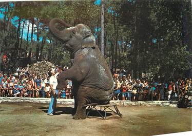 / CPSM FRANCE 17 "Royan, Parc Zoologique La Palmyre Royan" / ELEPHANT