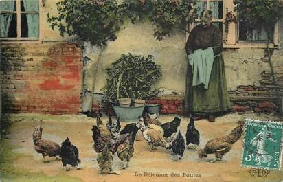   CPA  POULE / COQ