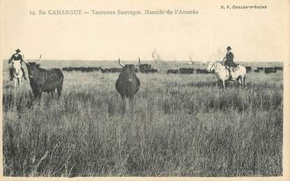 / CPA FRANCE 13 "En Camargue, taureaux sauvages, manade de l'Amarée"