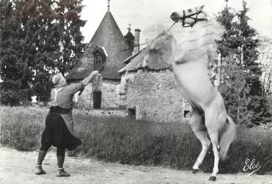 CPSM FRANCE 19 "Haras National de Pompadour' / CHEVAL