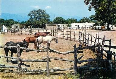 / CPSM FRANCE 20 "Corse, Porto Vecchio, route de Cala Rossa, ranch" / CHEVAUX