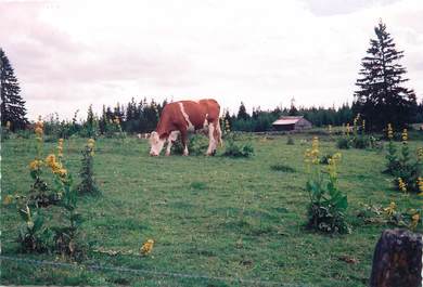 / CPSM FRANCE 25 "Bonnétage, gentiane en fleurs" / VACHE