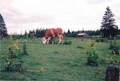 25 Doub / CPSM FRANCE 25 "Bonnétage, gentiane en fleurs" / VACHE