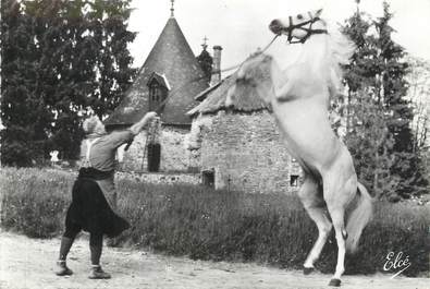 / CPSM FRANCE 19 "Haras National de Pompadour, le pur Sang, le tigre" / CHEVAL