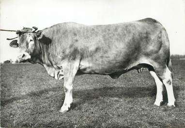 / CPSM FRANCE 47 "Agen, Herd Book de la race bovine blonde d'aquitaine" / VACHE