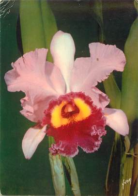 / CPSM FRANCE 49 "Orchidées Cattleya"