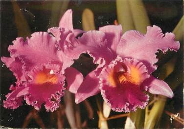 / CPSM FRANCE 49 "Gaignard Fleurs Angers" / ORCHIDEES