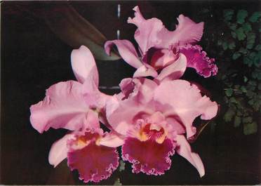 / CPSM FRANCE 49 "Henri Gaignard, Angers" / ORCHIDEES