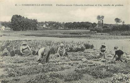 / CPA FRANCE 91 "Vérrières Le Buisson, établissements Vilmorin Andrieux et cie, récolte de graines"