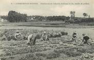 91 Essonne / CPA FRANCE 91 "Vérrières Le Buisson, établissements Vilmorin Andrieux et cie, récolte de graines"