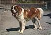 CPSM CHIEN "Saint Bernard" / FRANCE 74 Verchaix