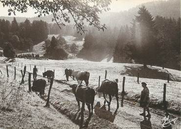 / CPSM FRANCE 88 "Les Vosges Autrefois, nr 51, les vaches au parc"