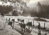 88 Vosge / CPSM FRANCE 88 "Les Vosges Autrefois, nr 51, les vaches au parc"