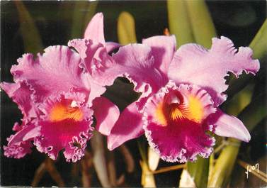 / CPSM FRANCE 49 "Gaignard Fleurs Angers" /  ORCHIDEES
