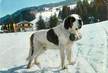 CPSM CHIEN Saint Bernard