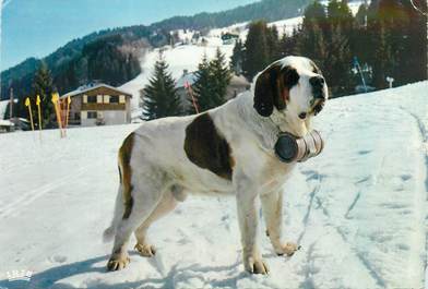 CPSM CHIEN Saint Bernard