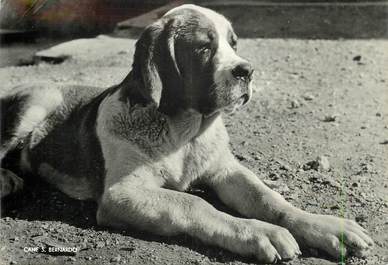 CPSM CHIEN  Saint Bernard