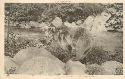 / CPA FRANCE 09 "Un ours capturé sur les sommets de la haute Ariège "