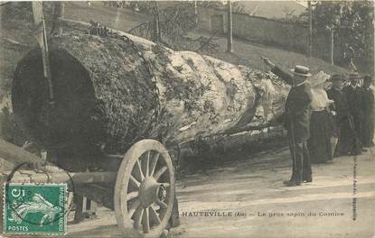 CPA FRANCE 01 "Hauteville, le gros sapin du Comice"