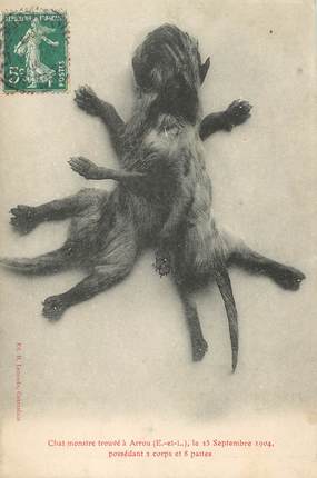 CPA FRANCE 28 "Chat monstre trouvé à Arrou, 1904" / PHENOMENE