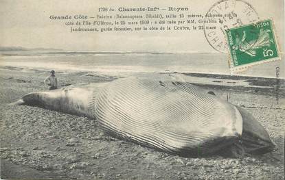 CPA FRANCE 17 "Royan, baleine échouée sur la côte de l'Ile d'Oléron"