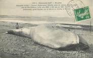 17 Charente Maritime CPA FRANCE 17 "Royan, baleine échouée sur la côte de l'Ile d'Oléron"
