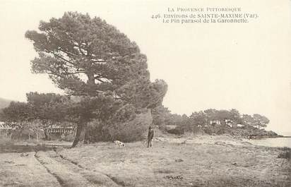 / CPA FRANCE 83 "Environs de Sainte Maxime, le pin parasol de la Garonette"
