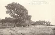 83 Var / CPA FRANCE 83 "Environs de Sainte Maxime, le pin parasol de la Garonette"