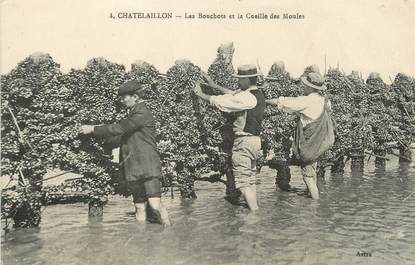 / CPA FRANCE 17 "Chatelaillon, les bouchots et la cueille des moules"