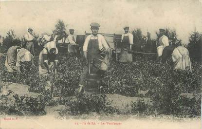 / CPA FRANCE 17 "Ile de Ré, les vendanges"