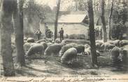 80 Somme / CPA FRANCE 80 "Pendé, troupeau de moutons"
