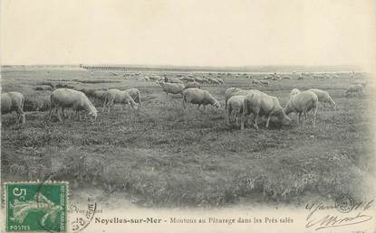 / CPA FRANCE 80 "Noyelles sur Mer, moutons au pâturage"