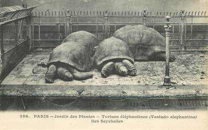 CPA FRANCE 75005 "Paris, tortues éléphantines"" / JARDIN DES PLANTES / ZOO