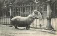 CPA FRANCE 75005 "Paris, Hippopotame" / JARDIN DES PLANTES / ZOO