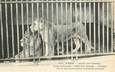 CPA FRANCE 75005 "Paris, Lion et Lionne" / JARDIN DES PLANTES / ZOO