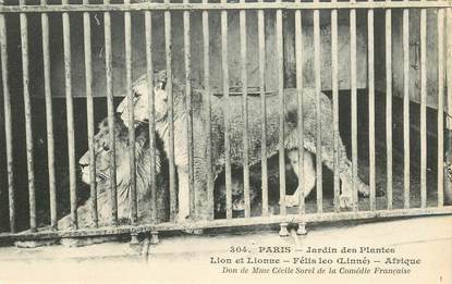 CPA FRANCE 75005 "Paris, Lion et Lionne" / JARDIN DES PLANTES / ZOO