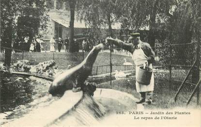 CPA FRANCE 75005 "Paris, Otarie" / JARDIN DES PLANTES / ZOO